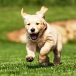 too-cute-doggone-it-video-playlist