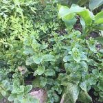 Garden_of_herbs